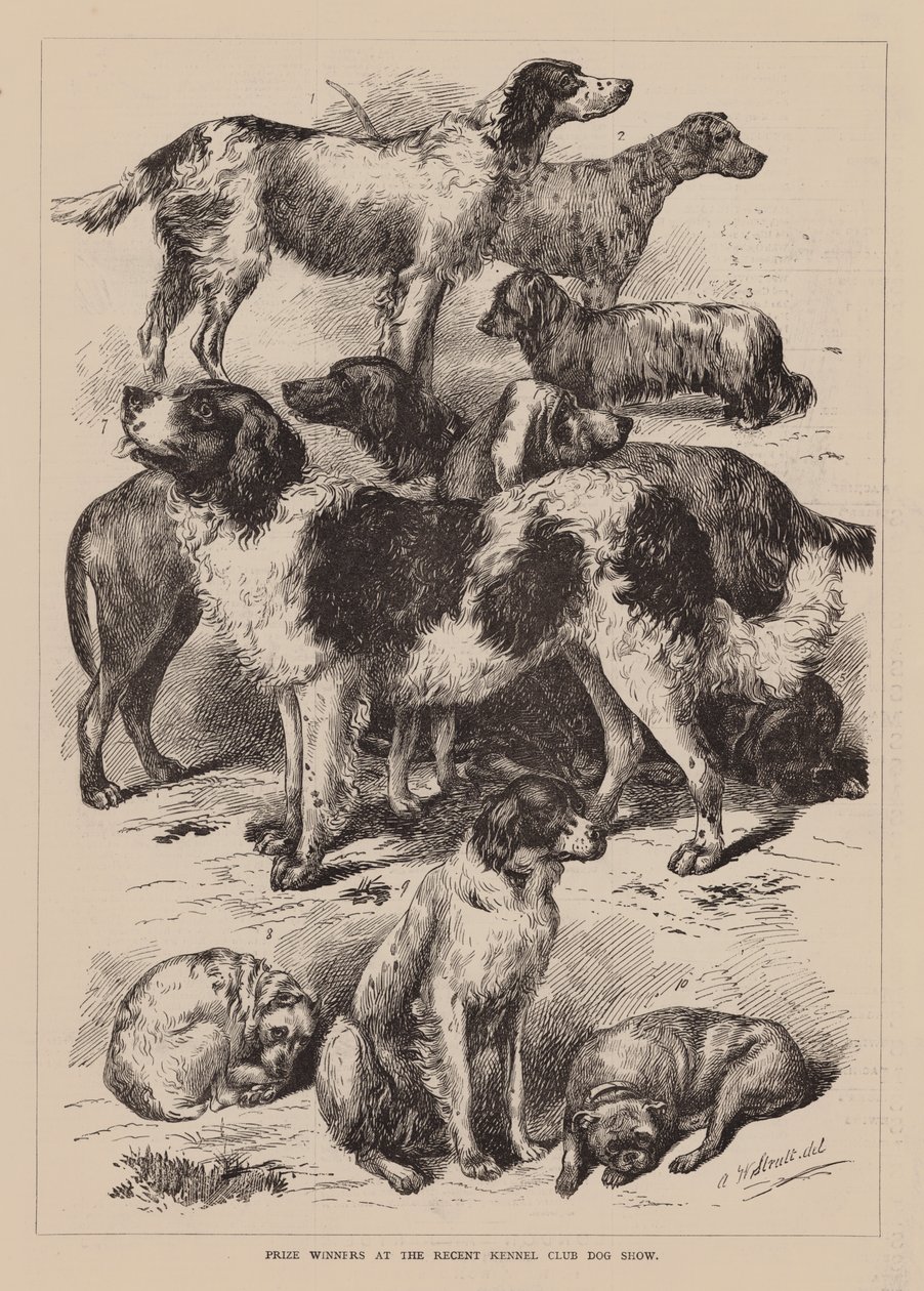 Son Kennel Club Köpek Gösterisinde Ödül Kazananlar (gravür) by English School