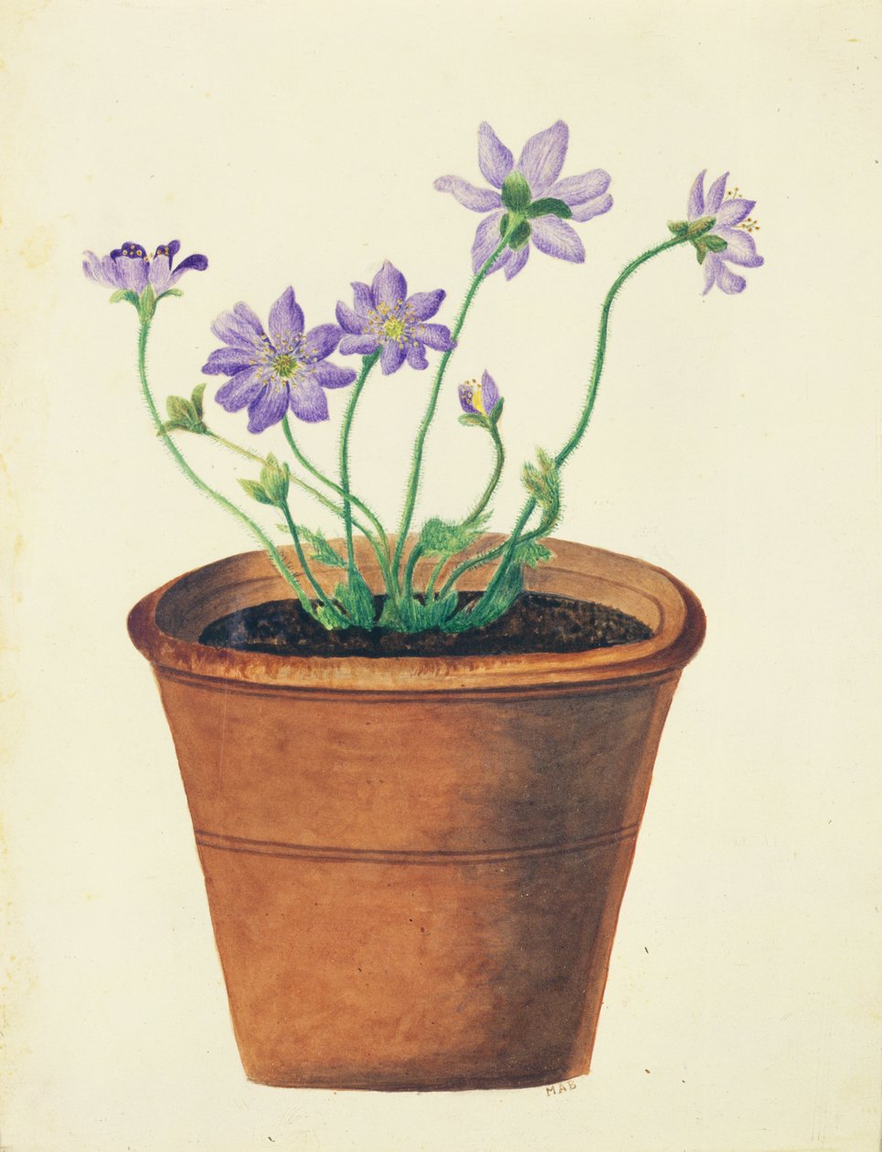 Pişmiş Toprak Saksıda Mor Çiçekler, c.1825 (kağıt üzerinde wc) by English School