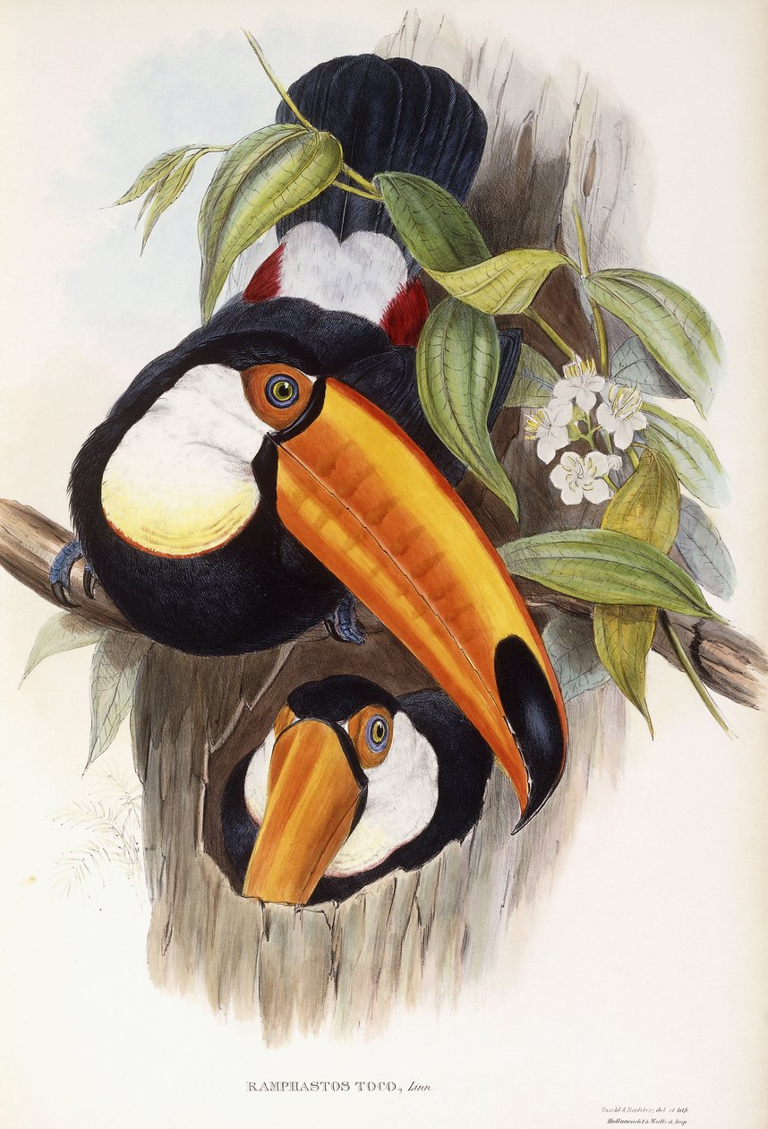 Ramphastos Toco by English School