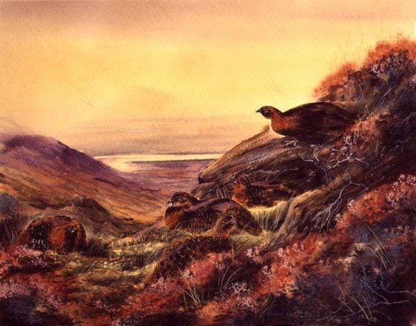 Moorland