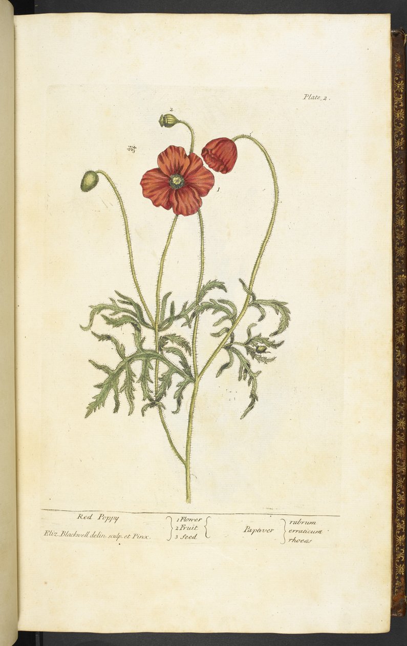 Kırmızı Haşhaş, Elizabeth Blackwell