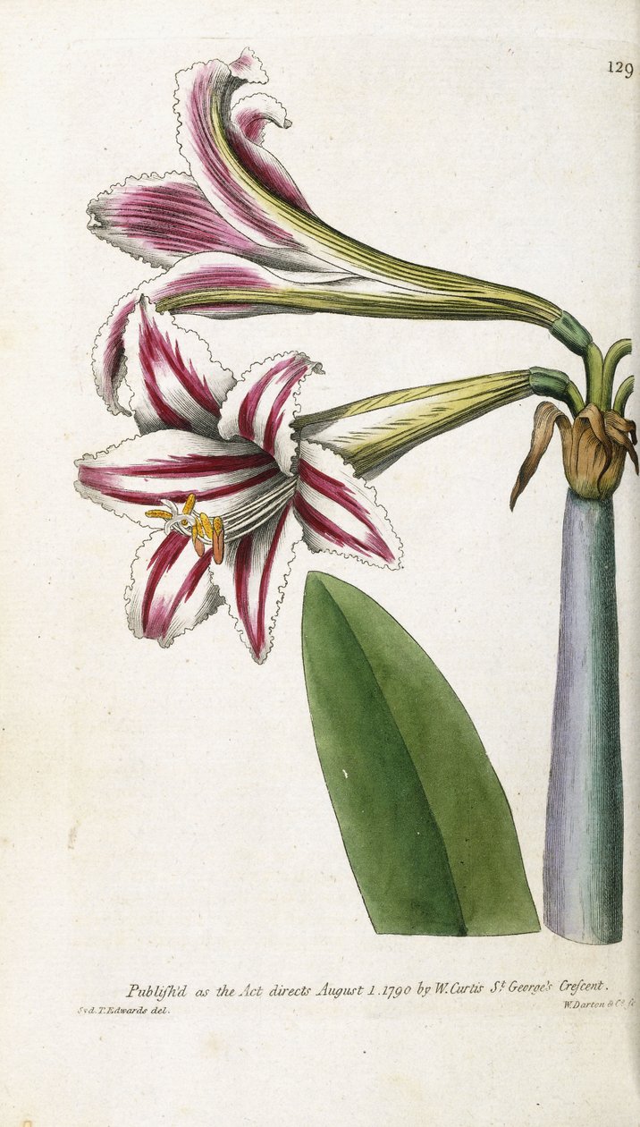 Kırmızı ve beyaz çizgili Lily, 1799-1810 by English School