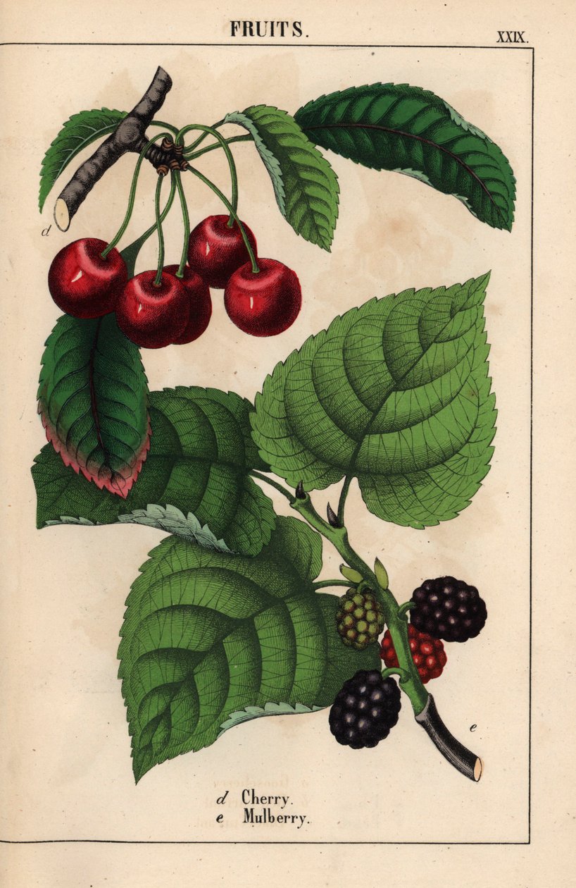 Kırmızı kiraz ve dut meyvesi   , "Öğretici Resimli Kitap veya Sebze Dünyasından Dersler"den [Charlotte Mary Yonge], Edinburgh by English School
