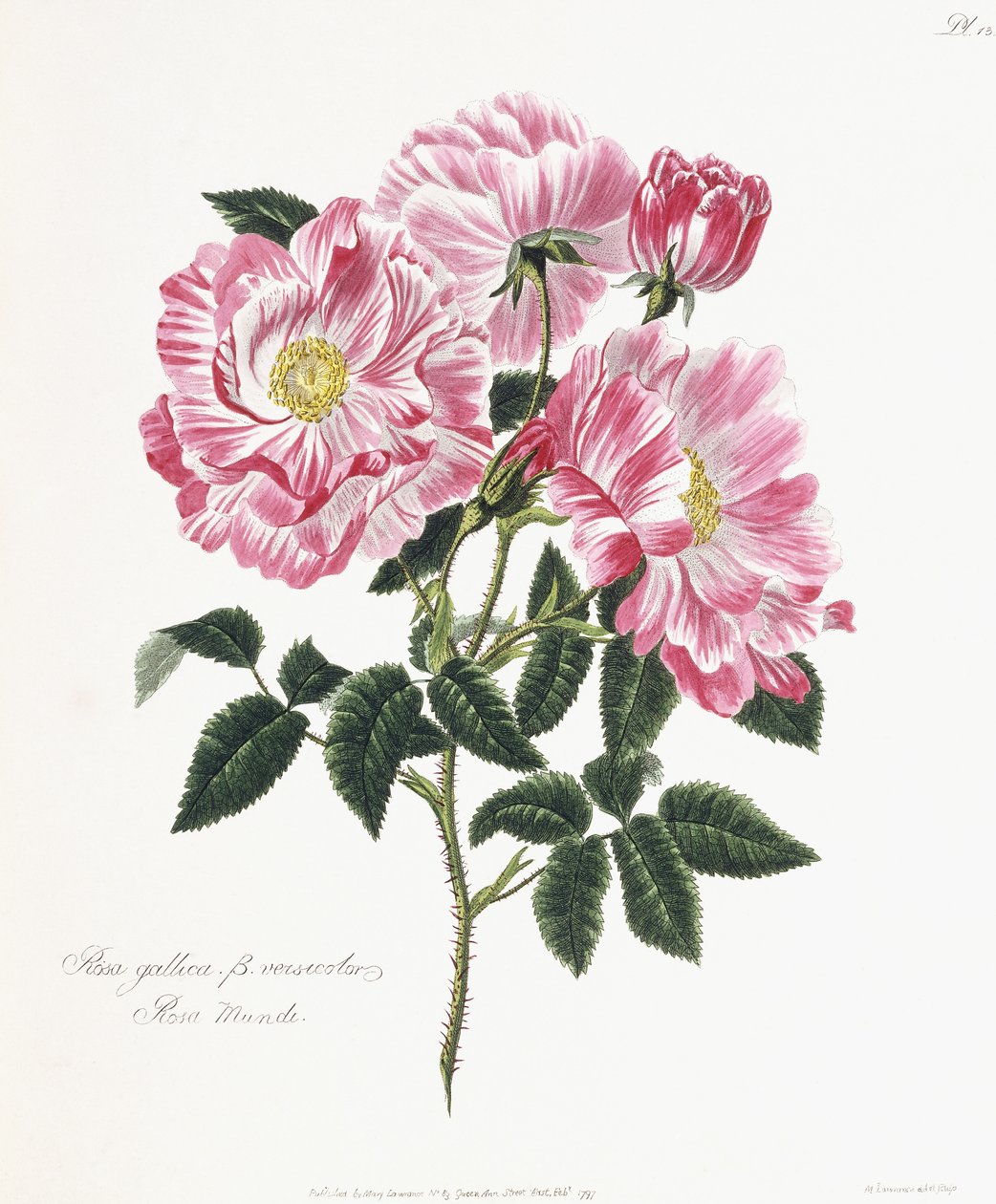 Galya Gülü, 1796-1799 by English School