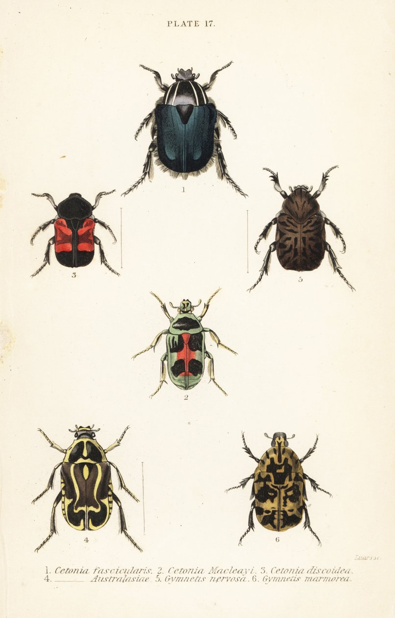 Gül chafer böcekleri: Cetonia fascicularis 1, Heterorhina macleayi 2, Gametoides subfasciata 3, kemancı böceği, Eupoecila australasiae 4, Gymnetis hiyeroglyphica 5 ve Gymnetis marmorea 6 by English School