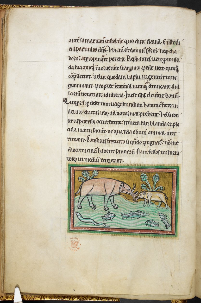 Kraliyet 12 F.XIII, f.13v Balıklarla dolu bir derede bir büyük ve bir küçük fil.  Bestiary (ff. 3-141), Lapidary (ff. 141v-149)  13. yüzyılın 2. çeyreği by English School