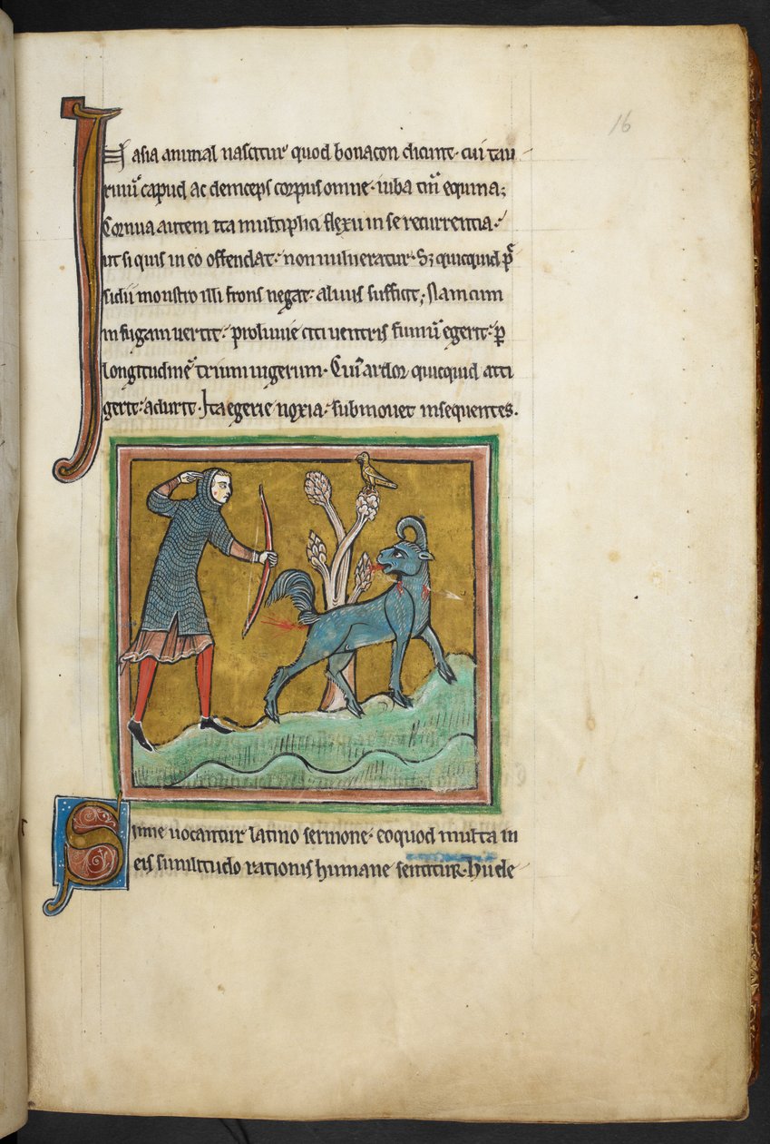 Kraliyet 12 F.XIII, f.16   Bir hayvana ok atan bir avcı.  Bestiary (ff. 3-141), Lapidary (ff. 141v-149)  13. yüzyılın 2. çeyreği by English School