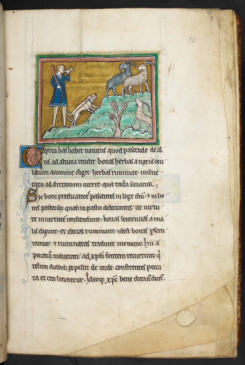 Kraliyet 12 F.XIII, f.20 Köpekleri olan, keçi peşinde koşan bir avcı veya çiftçi.  Bestiary (ff. 3-141), Lapidary (ff. 141v-149)  13. yüzyılın 2. çeyreği by English School