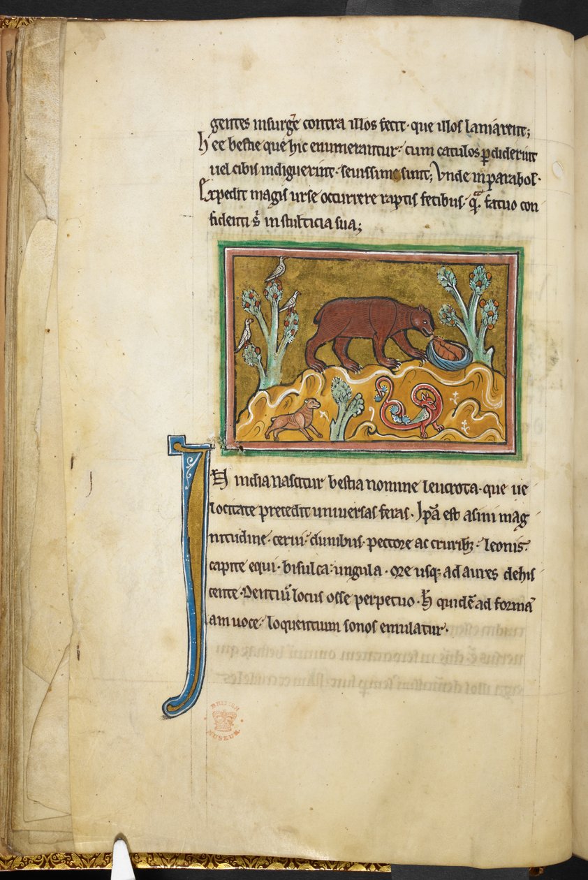 Kraliyet 12 F.XIII, f.22v Yavrulara bakan bir ayı.  Bestiary (ff. 3-141), Lapidary (ff. 141v-149)  13. yüzyılın 2. çeyreği by English School