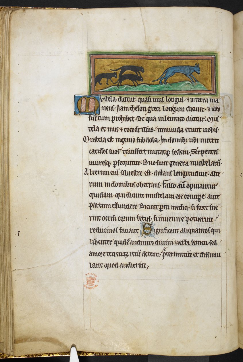 Kraliyet 12 F.XIII, f.43v Bir kediyi kovalayan fareler, Bestiary