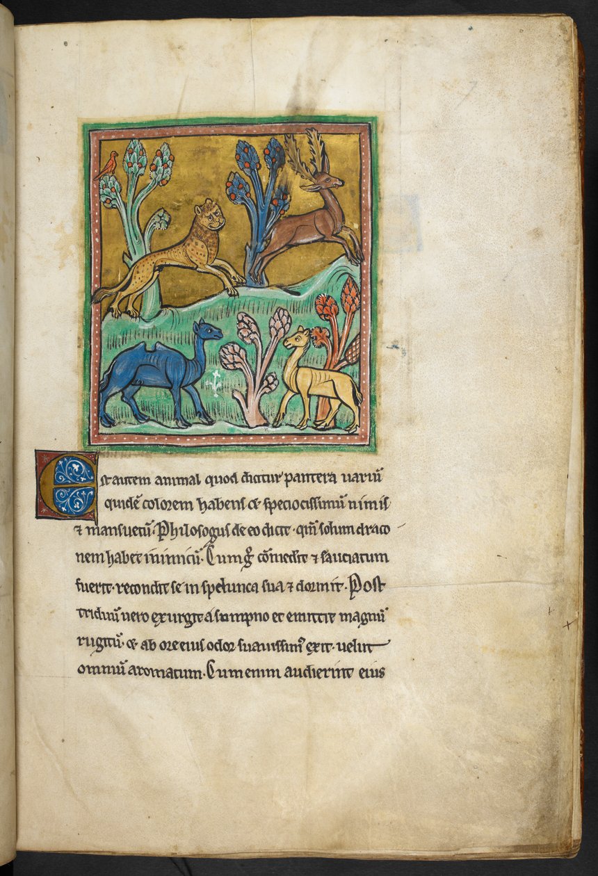Kraliyet 12 F.XIII, f.7   Bir deve ve başka bir hayvanla birlikte bir geyiği kovalayan bir leopar.  Bestiary