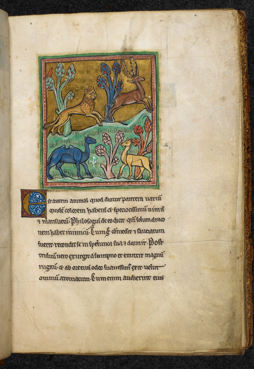 Kraliyet 12 F.XIII, f.7 Bir deve ve başka bir hayvanla birlikte bir geyiği kovalayan leopar.  Bestiary