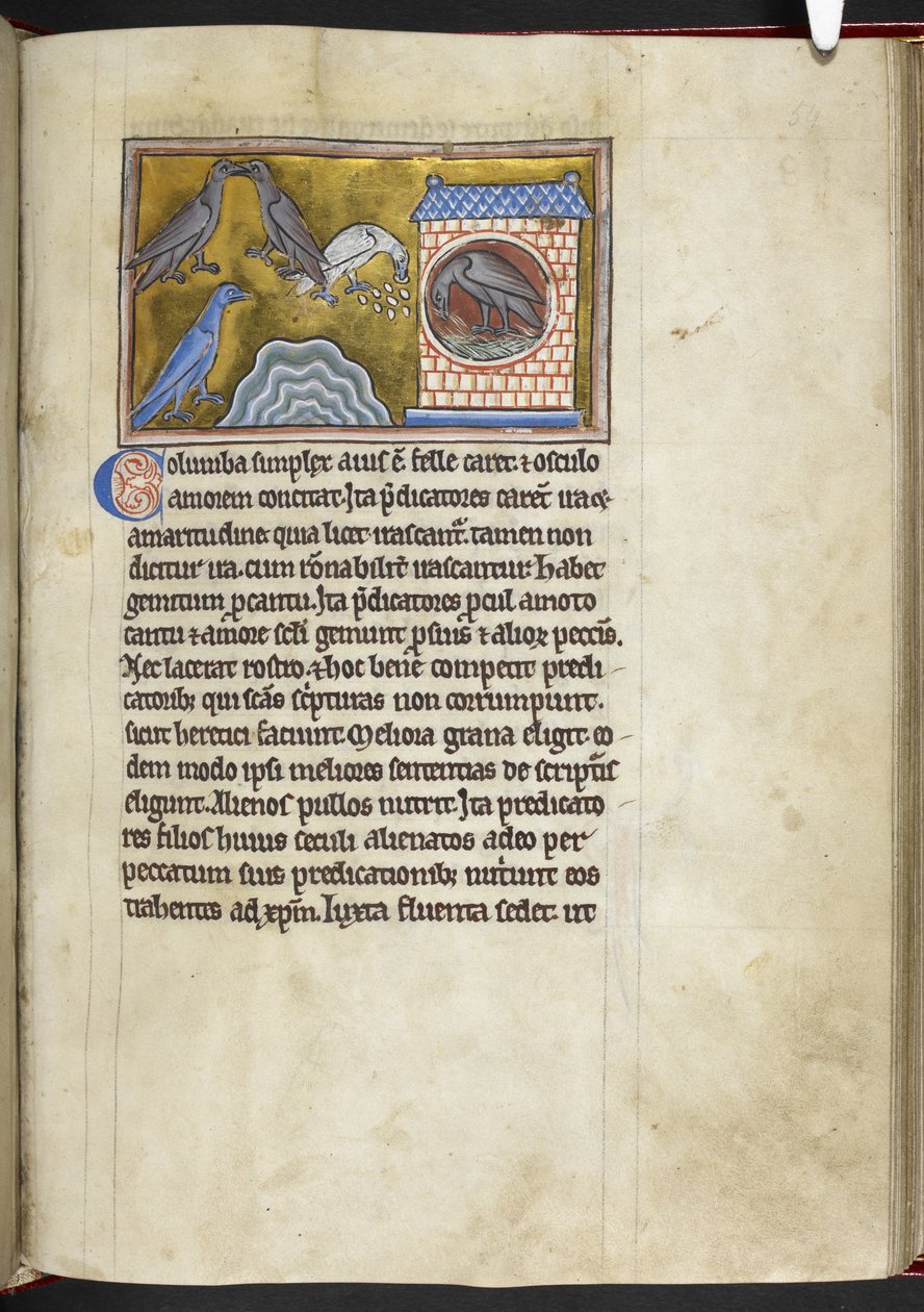 Royal MS 12 C XIX f.54r Güvercinler, 
