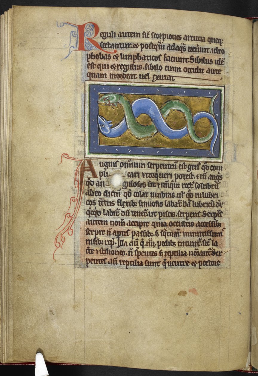 Royal MS 12 C XIX, f.63v Anguis, 