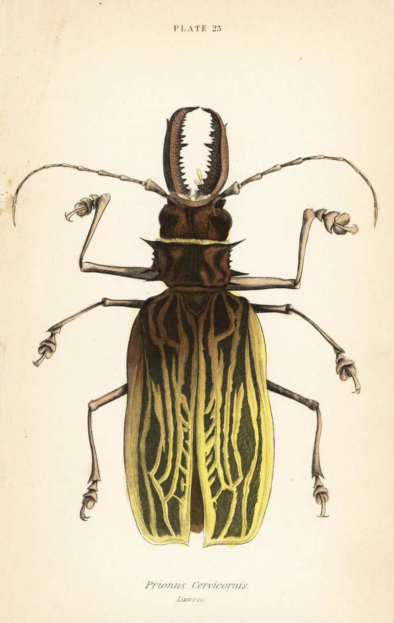 Sabertooth uzun boynuz böceği, Macrodontia cervicornis (Prionus cervicornis) by English School