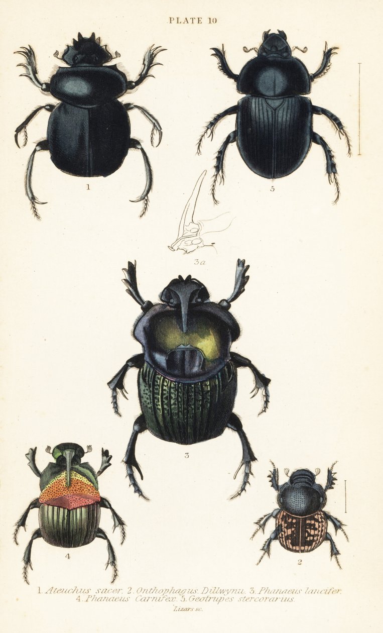 Kutsal bok böceği, Scarabaeus sacer 1, bok böcekleri, Onthophagus nuchicornis 2, Coprophanaeus lancifer 3, Sulcophanaeus carnifex 4 ve toprak sıkıcı bok böceği, Geotrupes stercorarius 5 by English School