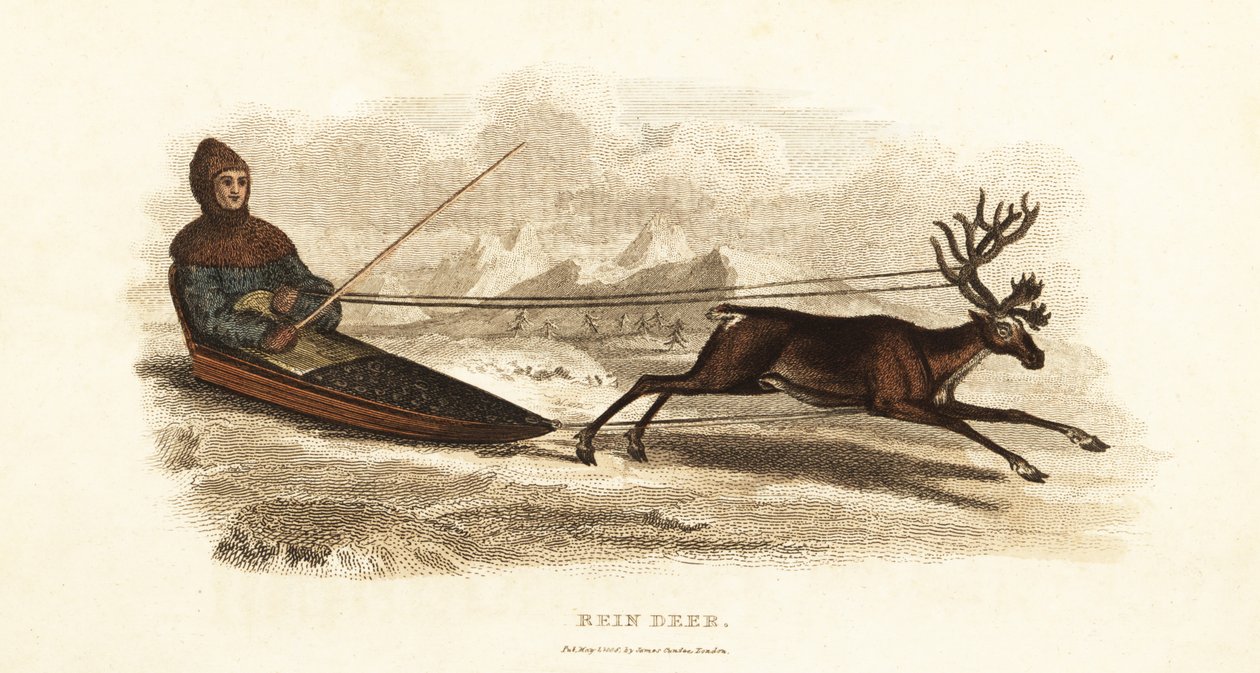 Bir ren geyiği tarafından çekilen bir kızakta Sami Laplander, Rangifer tarandus by English School