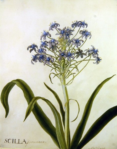 Scilla Peruviana Botanik Çalışması (kağıt üzerine suluboya) by English School