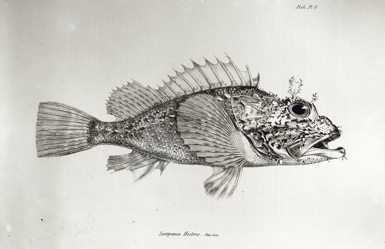 Akrep Balığı, Charles Darwin