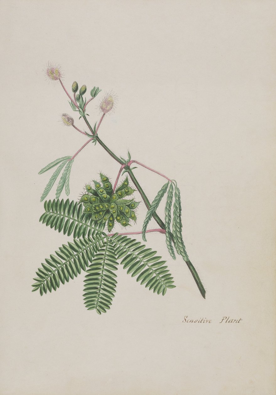 Sensitive Plant, Şiirler, Grafit Çizimler ve Suluboyalar Albümünden illüstrasyon, c.1828 (kağıt üzerinde wc) by English School