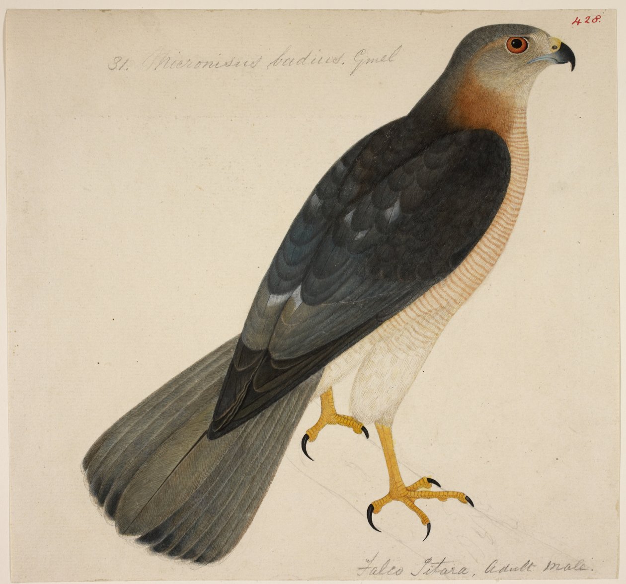 Shikra veya 