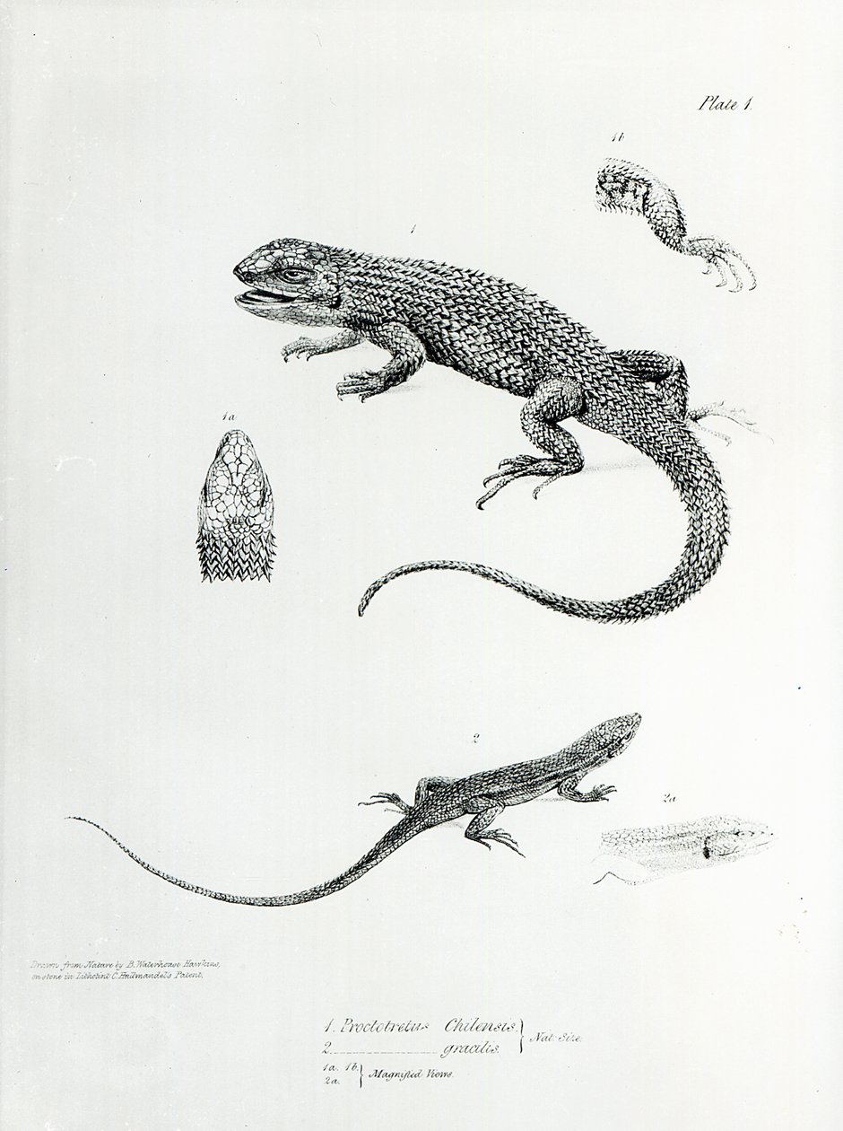 Shingled Iguana, Charles Darwin