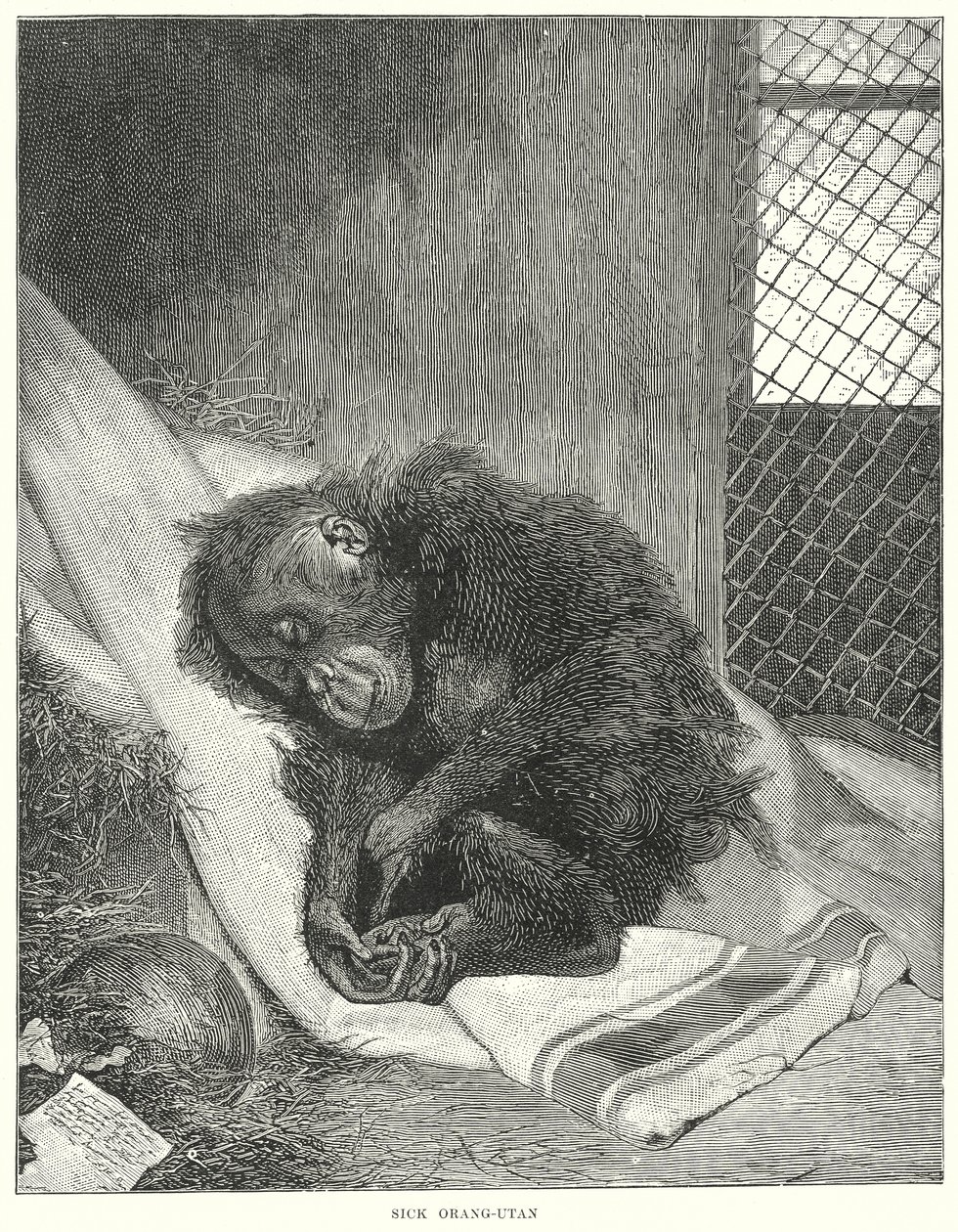 Hasta Orangutan (gravür) by English School