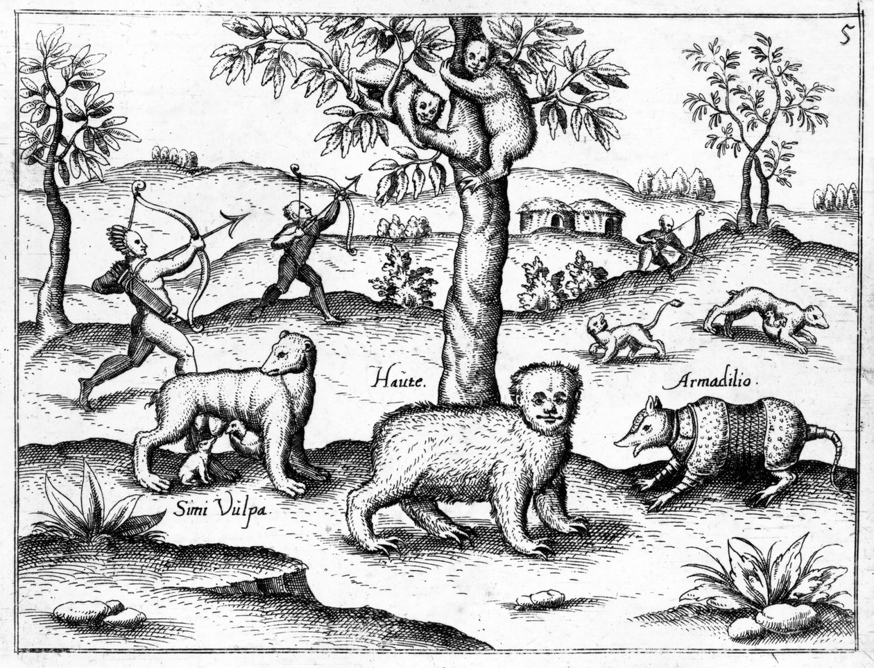 Simi Vulpa, Haute ve Armadilio, Sir Walter Raleigh