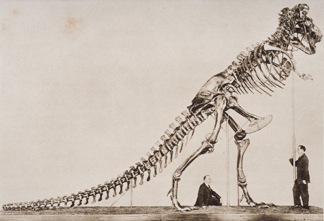 Tyrannosaurus Rex