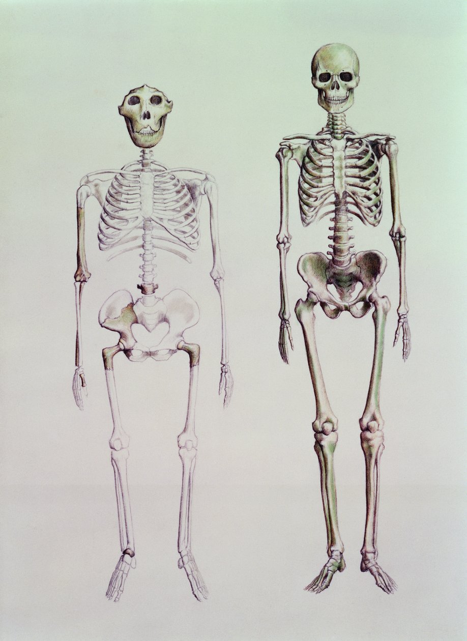 Australopithecus Boisei ve Homo Sapiens