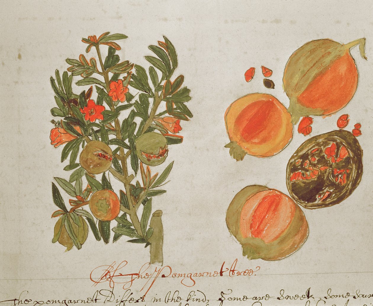Sloane 4013 f.26 