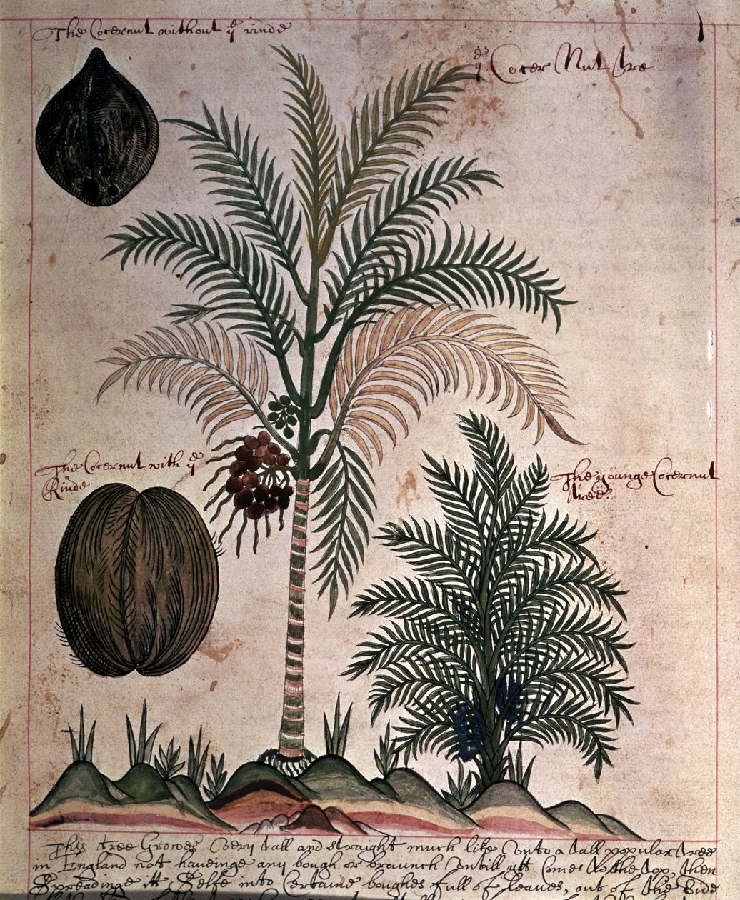 Sloane 4013 f.3 