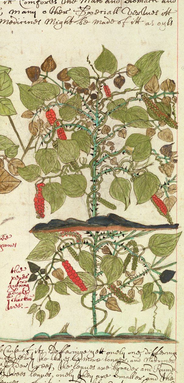 Sloane 4013 f.7 Tespit 