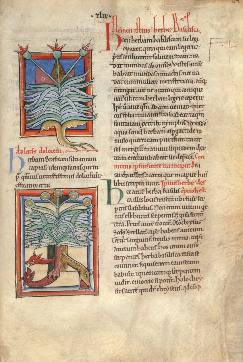 Sloane Bayan 1975 fol.48 Herb Bazilikası by English School