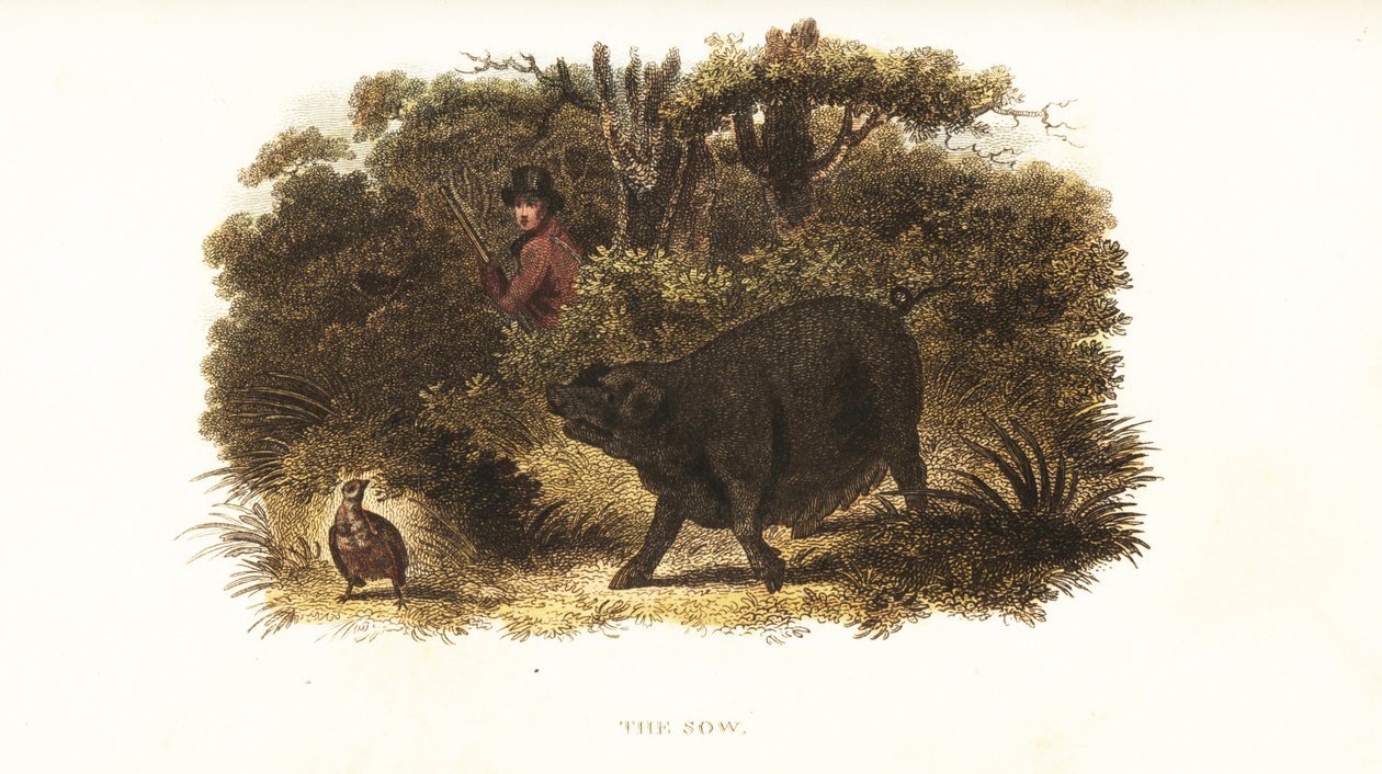 Slut, dişi domuz, Richard Toomer, Sir Henry Mildmay'ın bekçisi tarafından bir işaretçi-köpek veya silah-köpek olarak eğitildi by English School