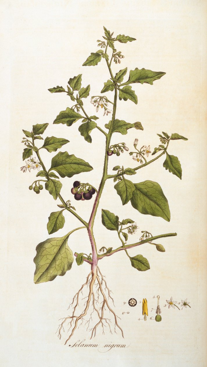 Solanum nigrum [gece gölgesi], William Curtis tarafından Flora Londiniensis [Londra Çiçekleri]'nden bir çizim, 1777-98'de yayınlandı (renkli gravür) by English School