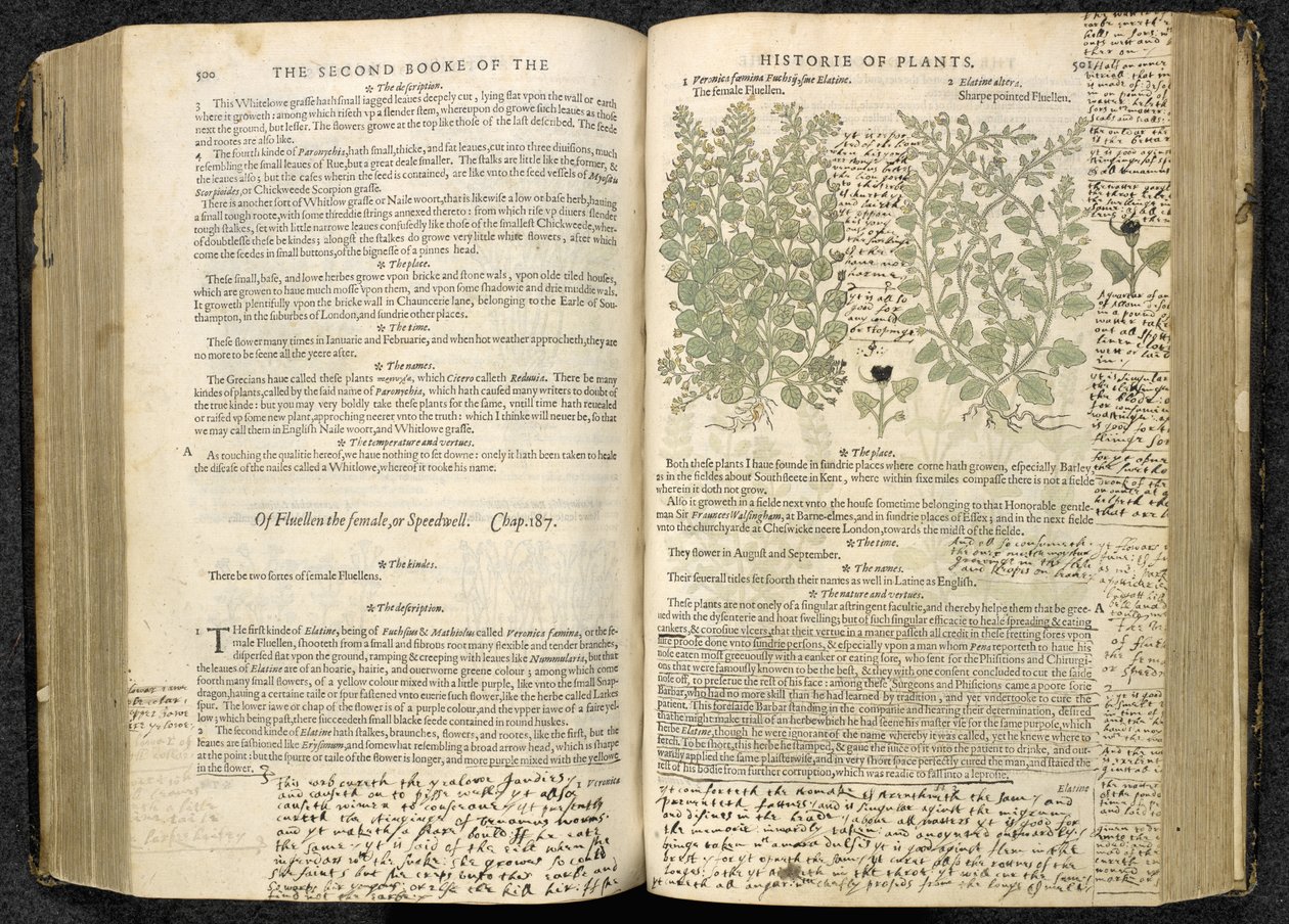 Speedwell, sayfa 500-501, John Gerard