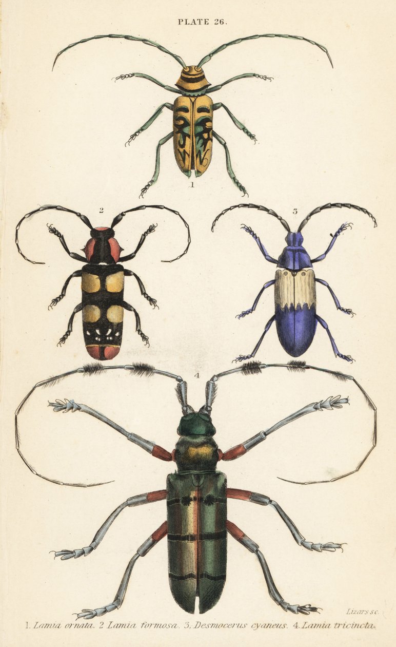 Sternotomis güzel 1, Tragocephala formosa 2, mürver kurdu, Desmocerus palliatus 3 ve Thysia wallichii 4 by English School