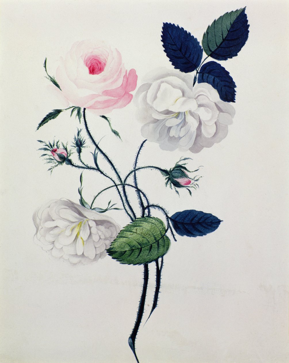 Beyaz ve Pembe Güller Çalışması, c.1820 (kağıt üzerine suluboya) by English School