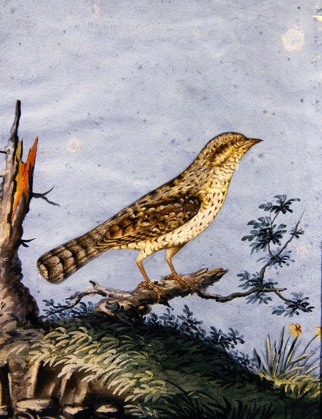 Bir kuş çalışması, c.1800 (kağıt üzerinde guaj) by English School