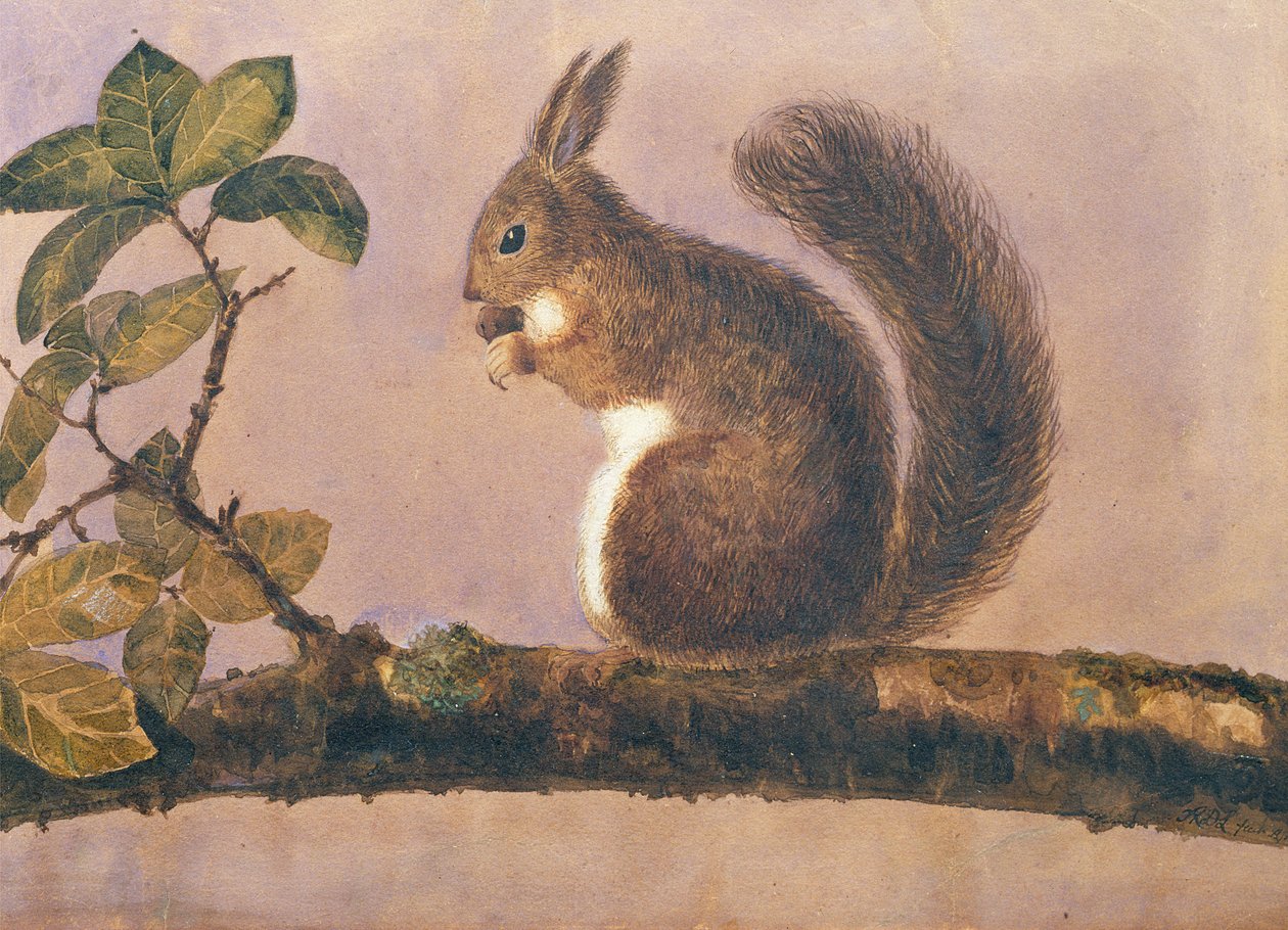 Daldaki bir sincabın incelenmesi, c.1840 (kağıt üzerinde wc) by English School