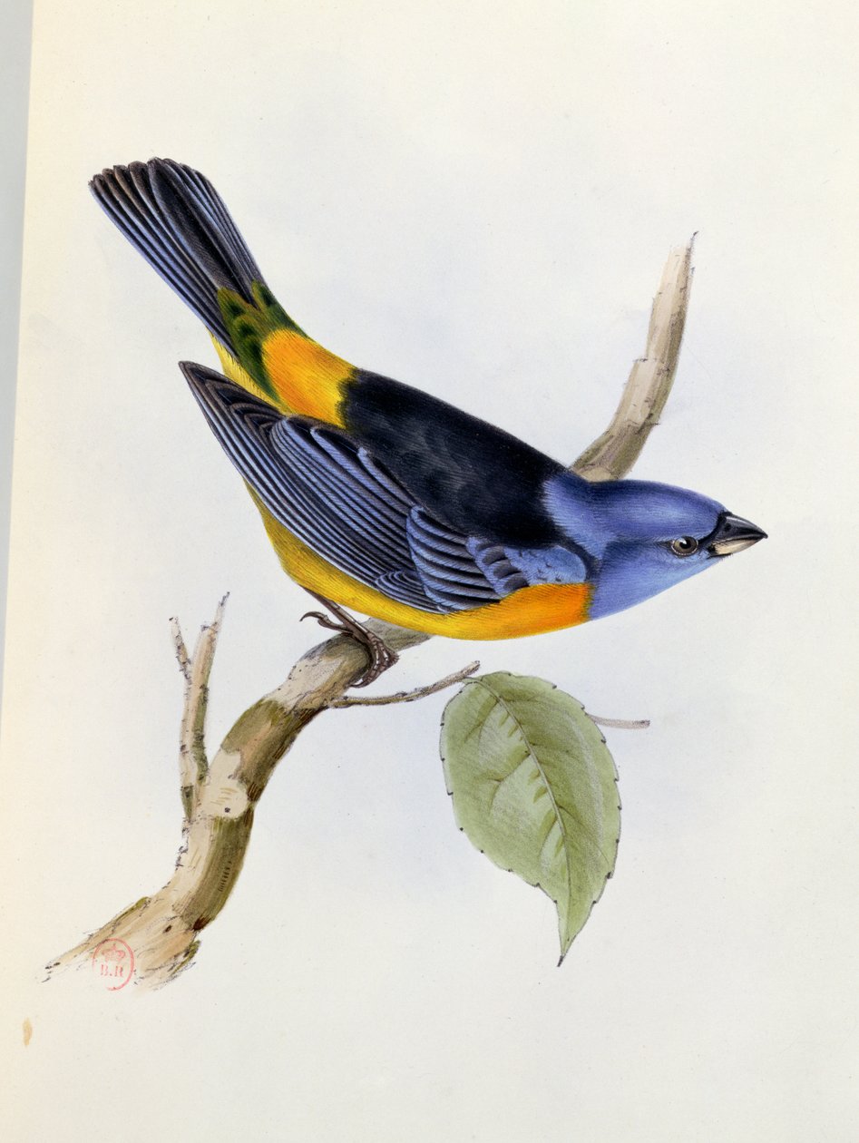 Tanagra Darwini, The Zoology of the Voyage of H.M.S.