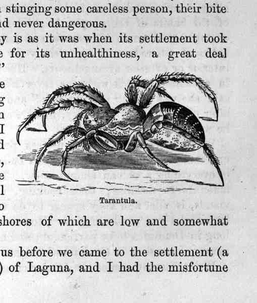 Tarantula, Santo Domingo Past and Present, Samuel Hazard, pub. 1873 by English School