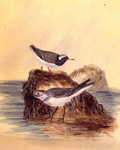 Terns, c.1890 (kağıt üzerine sulu boya) by English School
