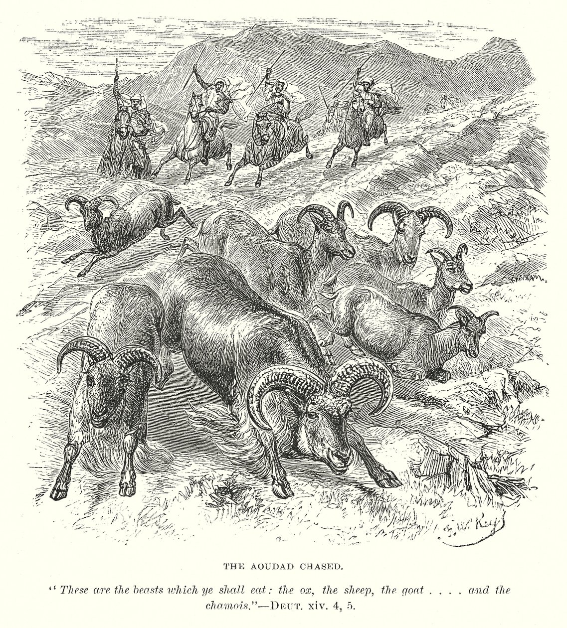 The Aoudad Chased (gravür) by English School