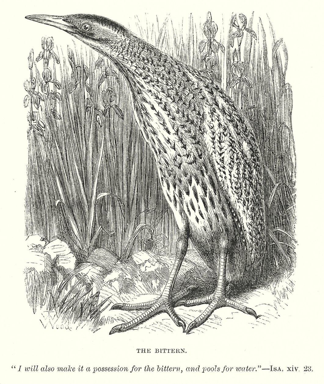 The Bittern (gravür) by English School