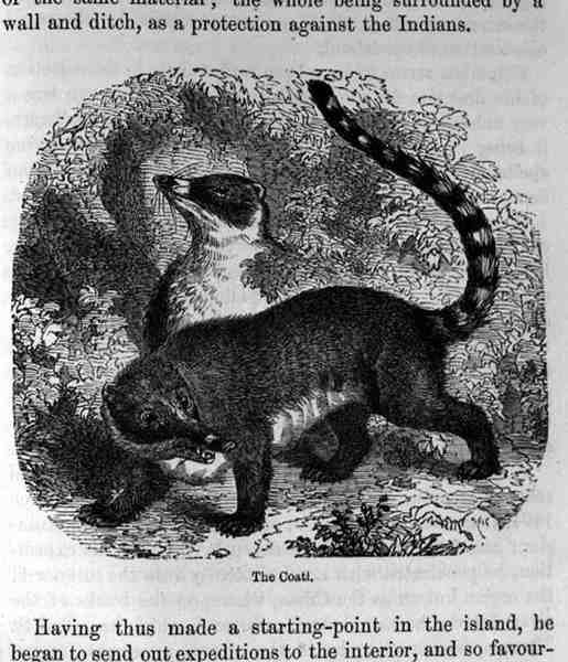 The Coati, Santo Domingo Past and Present by Samuel Hazard, pub. 1873 by English School