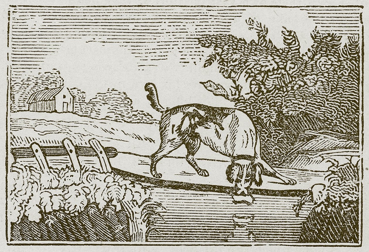 Köpek ve Gölge (gravür) by English School
