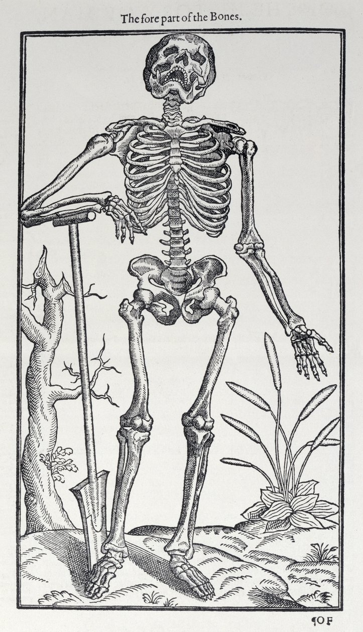 Kemiklerin Ön Kısmı, John Banister (1540-1610), 1578 tarafından yayınlanan The Historie of Man