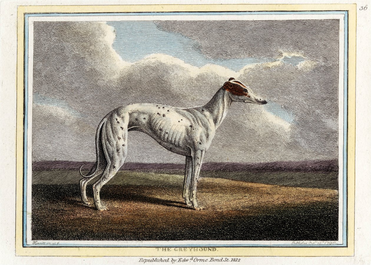 Tazı, bar. 1812. by English School